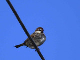 Spanish Sparrow, Dalyan, Turkey