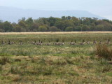 Canada Geese on the Crom Mhin marsh, Loch Lomond NNR