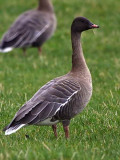 Pink-footed Goose, South Medwin Valley, Clyde