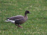 Pink-footed Goose, South Medwin Valley, Clyde