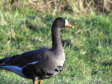Greenland White-fronted Goose, Gartocharn, Clyde