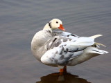 Hybrid of something and bits of Greylag Goose, Strathclyde Loch, Clyde