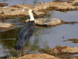 Wooly-necked Stork, Lake Tana