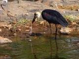 Wooly-necked Stork, Lake Tana