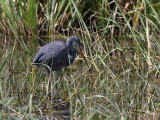 Dimorphic Egret, Lake Awassa, Ethiopia