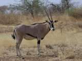 Besia Oryx, Awash National Park