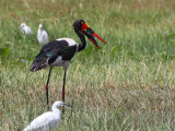 Saddle-billed Stork, Lake Awassa