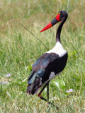 Saddle-billed Stork, Lake Awassa