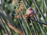 Common Waxbill, Lake Awassa