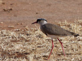 Crowned lapwing, Libden Plains, Yabello