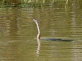 African Darter (juvenile), Lake Ziway