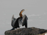 African Darter, Lake Tana