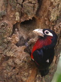 Double-toothed Barbet, Lake Tana Hotel, Bahir Dar