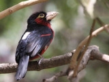 Double-toothed Barbet, Lake Tana Hotel, Bahir Dar