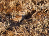 Sidamo Lark, Liben Plains near Negele Borena