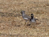 Spot-breasted Lapwing, Suluta Plains