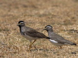 Spot-breasted Lapwing, Suluta Plains