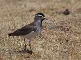 Spot-breasted Lapwing, Suluta Plains