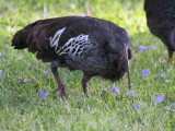 Wattled Ibis, Addis Ababa