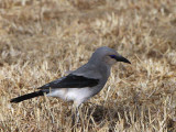 Stresemans Bush Crow, Yabello