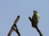 Yellow-fronted Tinkerbird, Bahir Dar