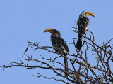 Yellow-billed Hornbill, near Yabello