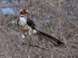 Von der Deckens Hornbill (male), Dawa River