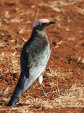 White-crowned Starling, Liben Plains near Yabello