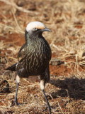 White-crowned Starling, Liben Plains near Yabello