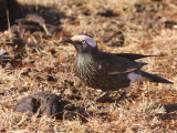 White-crowned Starling, Liben Plains near Yabello