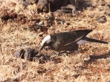 White-crowned Starling, Liben Plains near Yabello