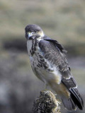 Mountain Buzzard, Sanetti Plateau, Bale Mountains NP