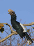 Silvery-cheeked Hornbill, Wondo Genet