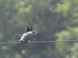 Crested Kingfisher, Samdrup Jongkhar, Bhutan