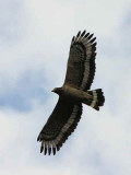 Crested Serpent Eagle, Pele la, Bhutan