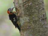 Crimson-brested Woodpecker (male), Mo Chhu valley, Bhutan