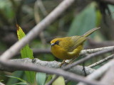 Golden Babbler, upper Lingmethang Road, Bhutan