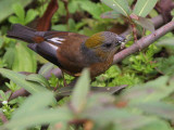 Gold-naped Finch (female), upper Lingmethang Road, Bhutan