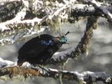 Himalayan Monal, Cheli la Pass, Bhutan