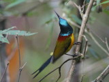 Green-tailed Sunbird, Shemgang Road, Bhutan