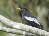 Grey-winged Blackbird, Kori la, Bhutan