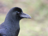 Large-billed Crow, Trongsa, Bhutan