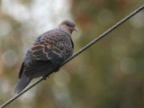 Oriental Turtle Dove, Lingmethang Road, Bhutan