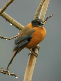 Rufous Sibia, Pele la pass, Bhutan