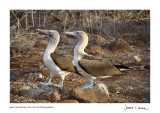 Galapagos Island Birds