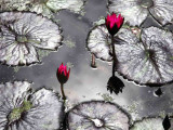 Lily and Pads at high noon.