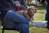 Doxie perch.