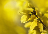 Yellow blossoms