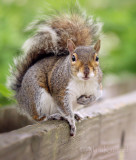 Eastern Gray Squirrel