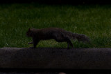 May 19 09 Squirrel-16-2.jpg